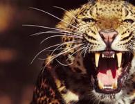 К чему снится леопард в доме Сонник к чему снится леопард