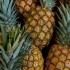 Cum să alegi un ananas suculent copt