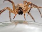 Vederea unui păianjen - interpretarea și semnificația semnelor
