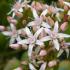 소유자 재정적 웰빙을 가져다주는 식물 - Crassula Silver Succulent Crassula 종