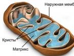 Клеточные органоиды: их строение и функции Что находится в митохондриях