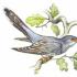 Rezumatul unei lecții despre scrierea unei povești descriptive „Păsări migratoare”