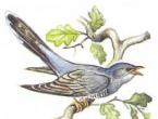 Rezumatul unei lecții despre scrierea unei povești descriptive „Păsări migratoare”